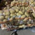 土豆河北土豆v7希森品种齐全大量现货具体价格来电