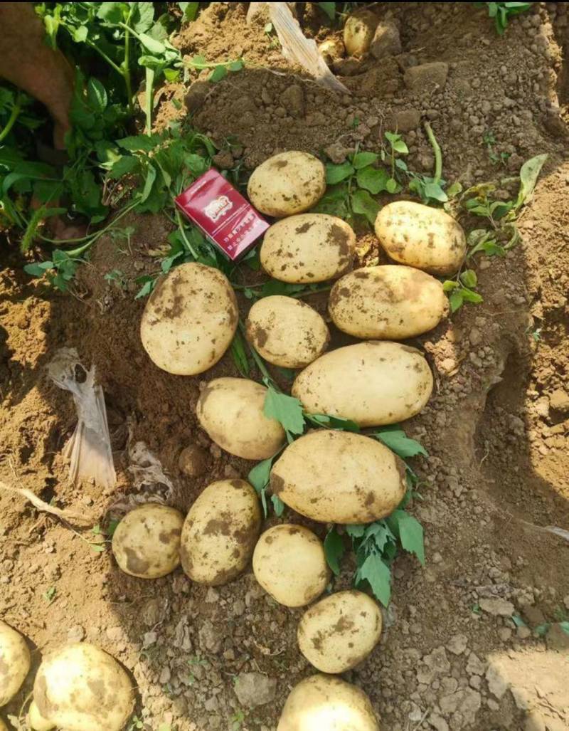 土豆河北土豆v7希森品种齐全大量现货具体价格来电