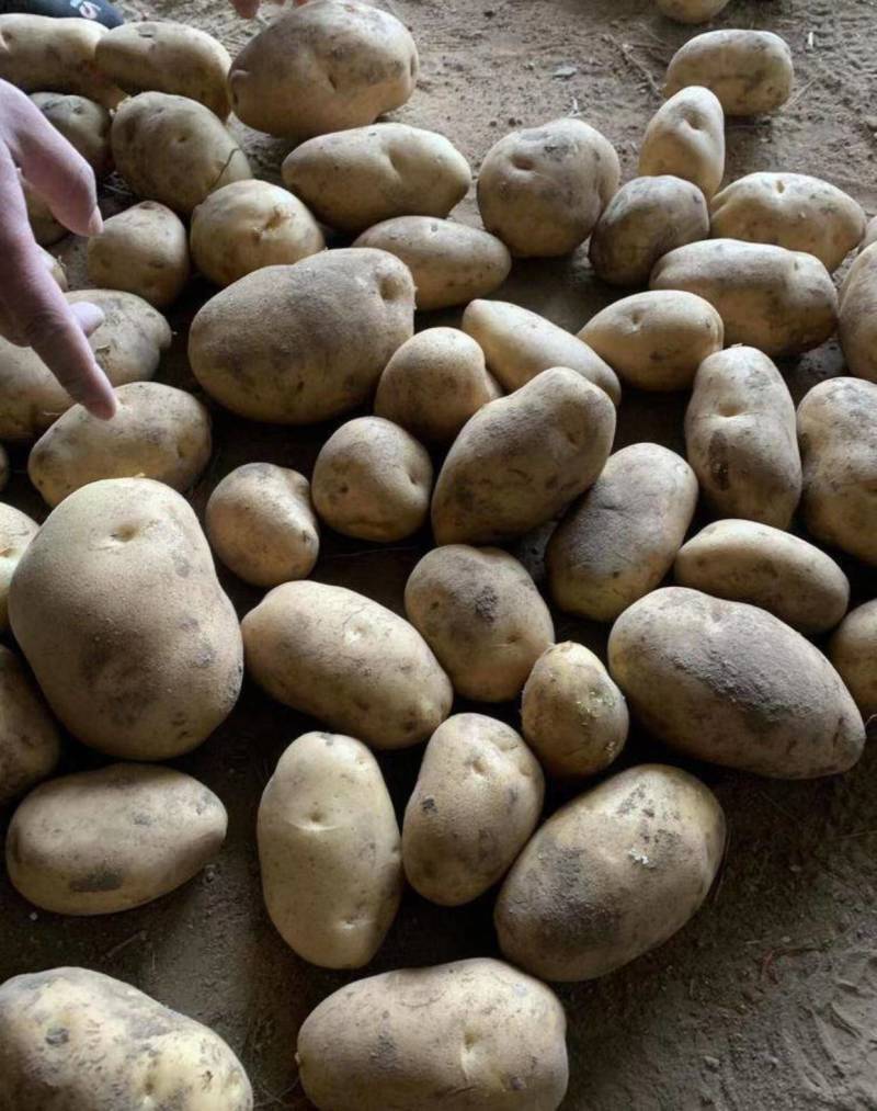 土豆河北土豆v7希森品种齐全大量现货具体价格来电