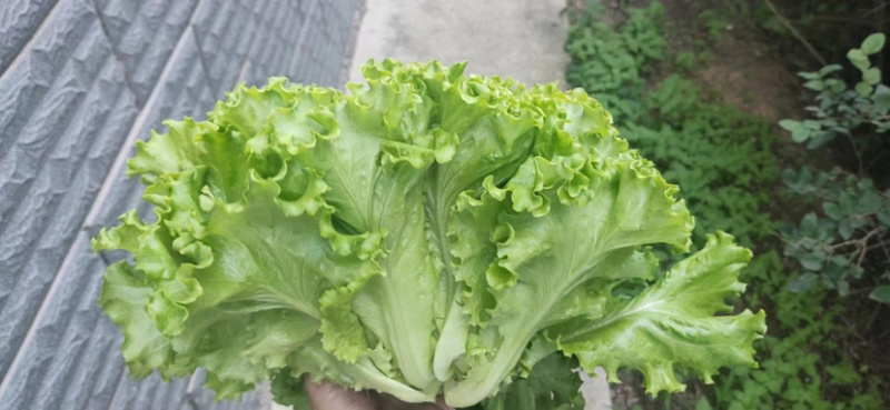精品生菜长期供货品质保证量大从优欢迎老板联系