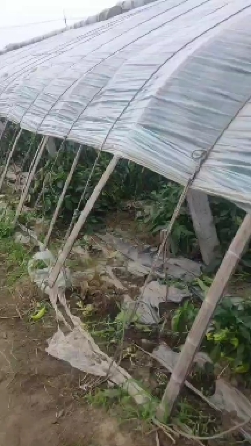 出售水泥立柱