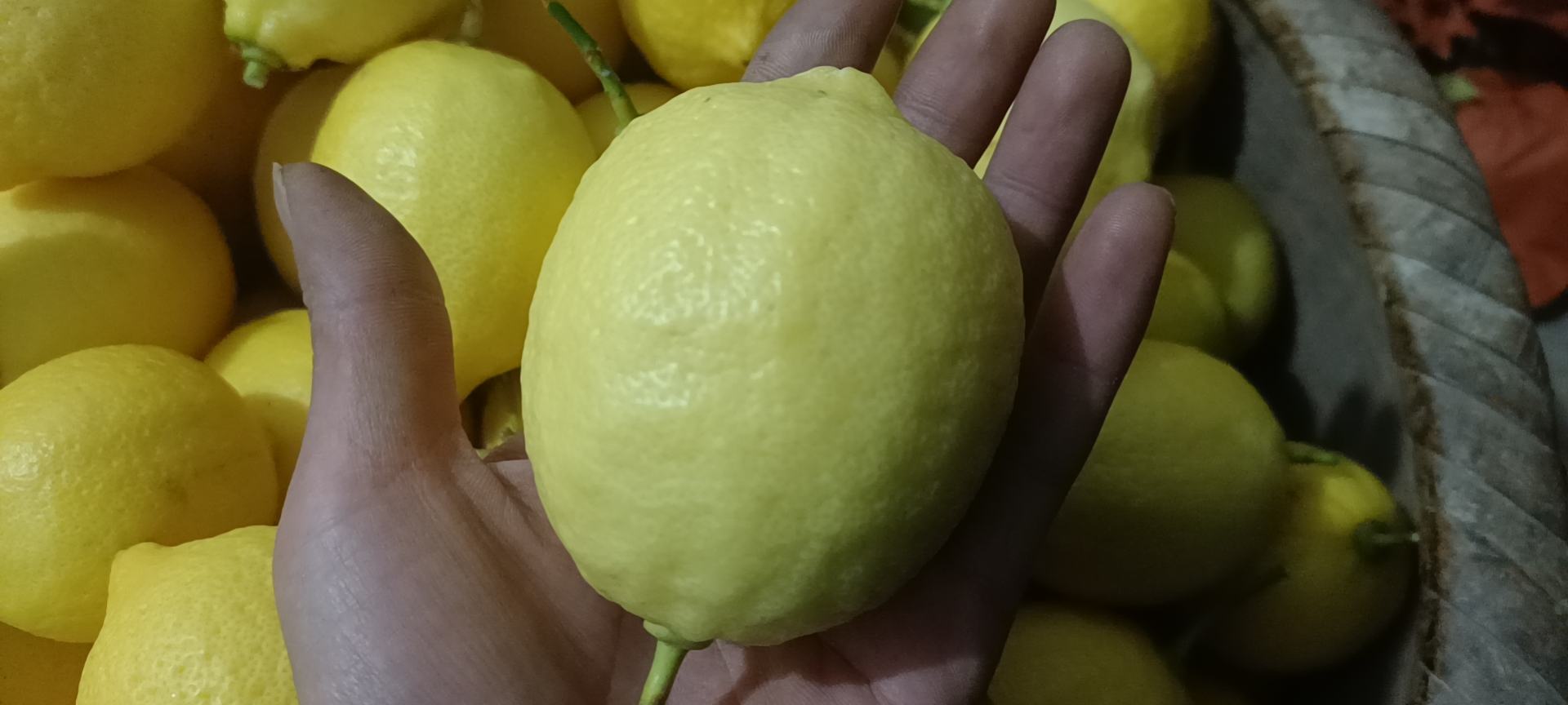 四川省资阳市安岳县的柠檬种植基地,成片的柠檬树整齐排列,枝头挂满金黄色的柠檬果实,阳光洒在果园上,呈现出丰收的景象,远处有农民正在采摘 安岳柠檬果园航拍图