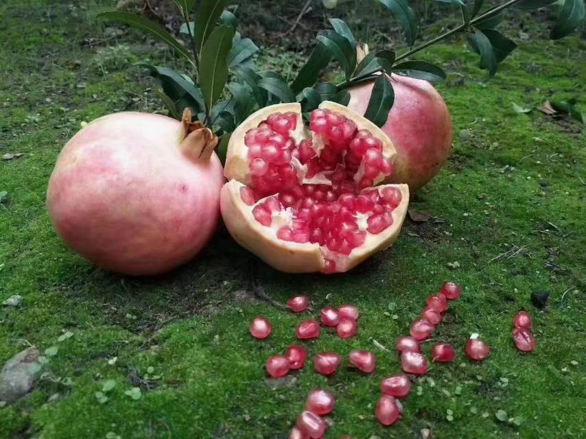 软籽石榴不同品种对比图