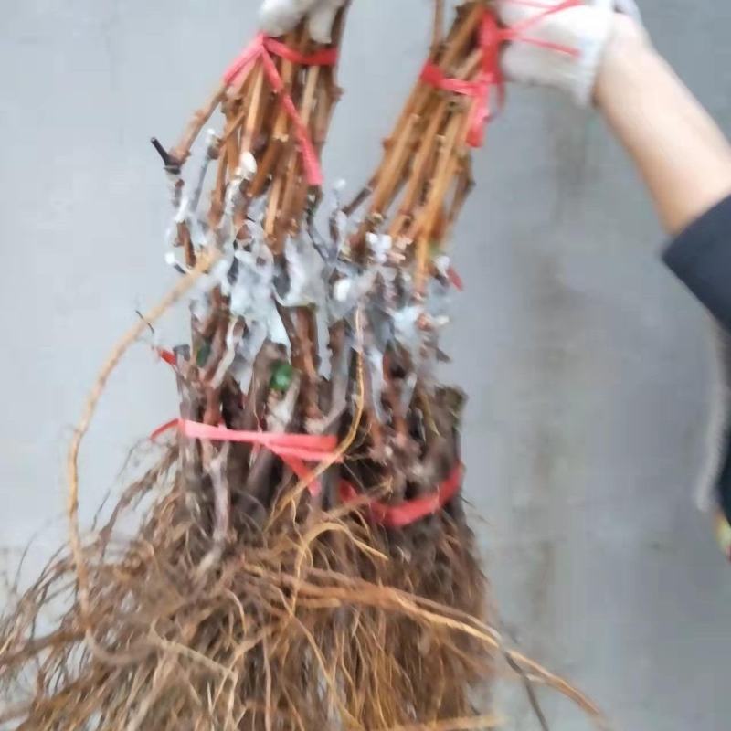 阳光玫瑰嫁接苗