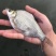鳊鱼三角鲂武昌鱼冬片一斤5~8尾左右