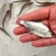鳊鱼三角鲂武昌鱼冬片一斤5~8尾左右