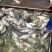 鳊鱼三角鲂武昌鱼冬片一斤5~8尾左右