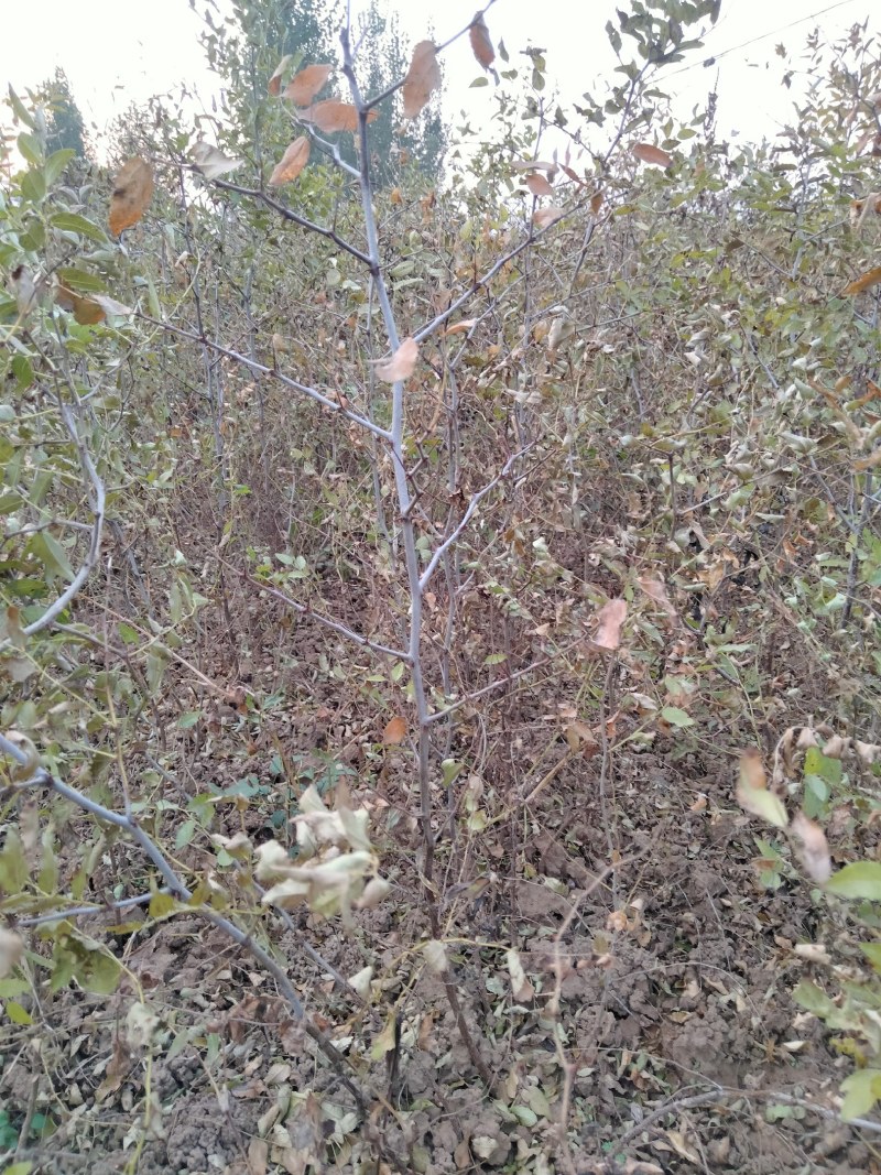 药用酸枣苗。药用价值高，易管理，产量高，出仁率高，等优点