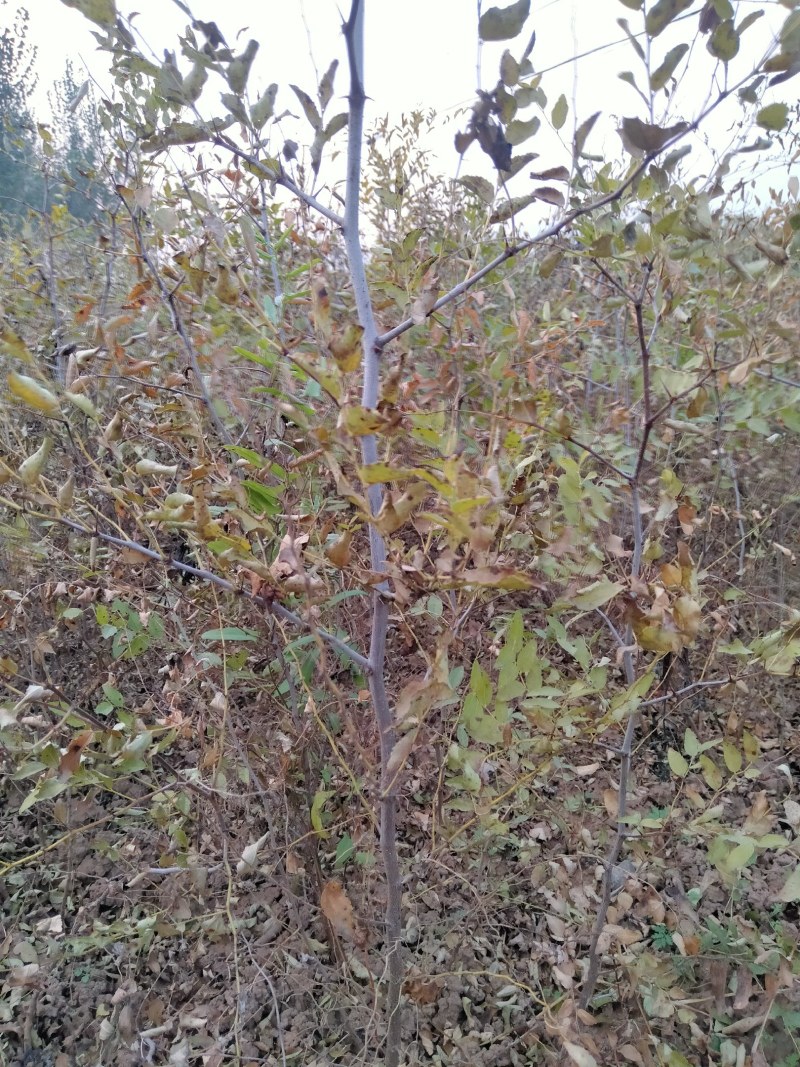 药用酸枣苗。药用价值高，易管理，产量高，出仁率高，等优点