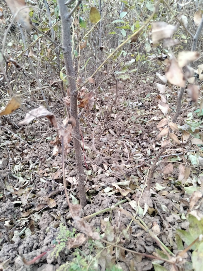 药用酸枣苗。药用价值高，易管理，产量高，出仁率高，等优点