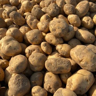 晋薯16号土豆，种植户一手货源产地直发，大量上市
