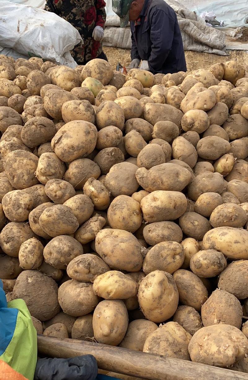 晋薯16号土豆，种植户一手货源产地直发，大量上市