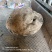 山鸟龟