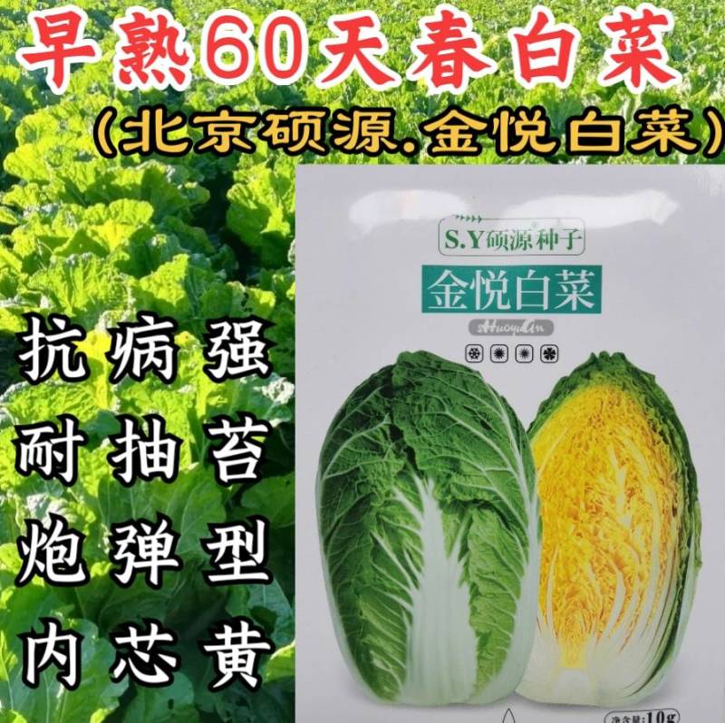 春白菜种子金悦白菜抗病耐抽苔黄心炮弹型早熟白菜种子