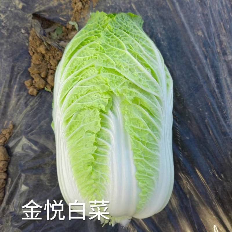 春白菜种子金悦白菜抗病耐抽苔黄心炮弹型早熟白菜种子
