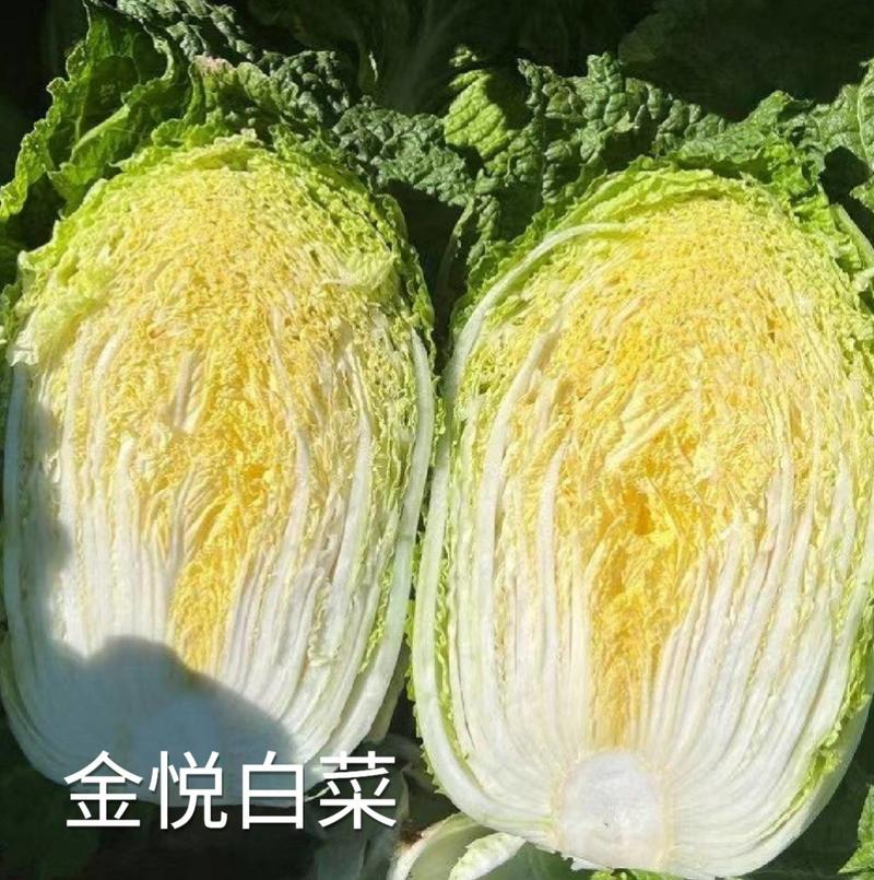 春白菜种子金悦白菜抗病耐抽苔黄心炮弹型早熟白菜种子