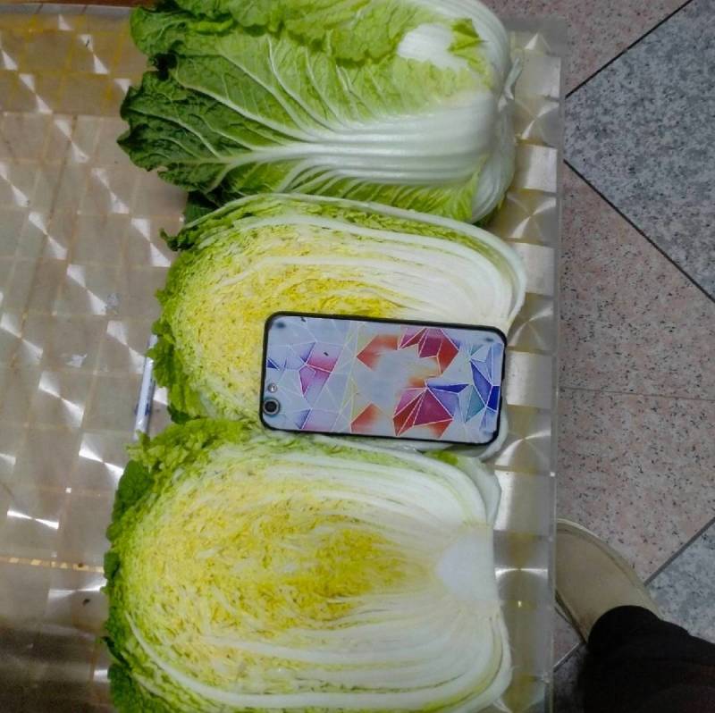 春白菜种子金悦白菜抗病耐抽苔黄心炮弹型早熟白菜种子