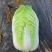 春白菜种子金悦白菜抗病耐抽苔黄心炮弹型早熟白菜种子