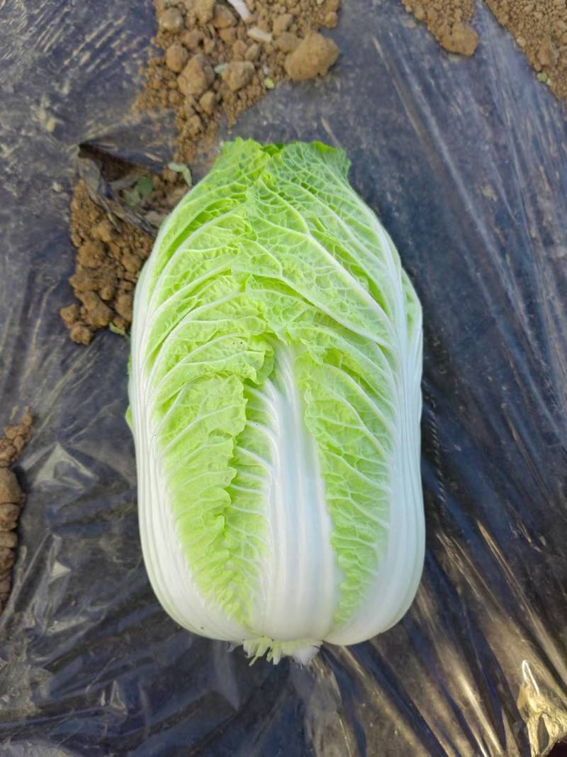 春白菜种子金悦白菜抗病耐抽苔黄心炮弹型早熟白菜种子