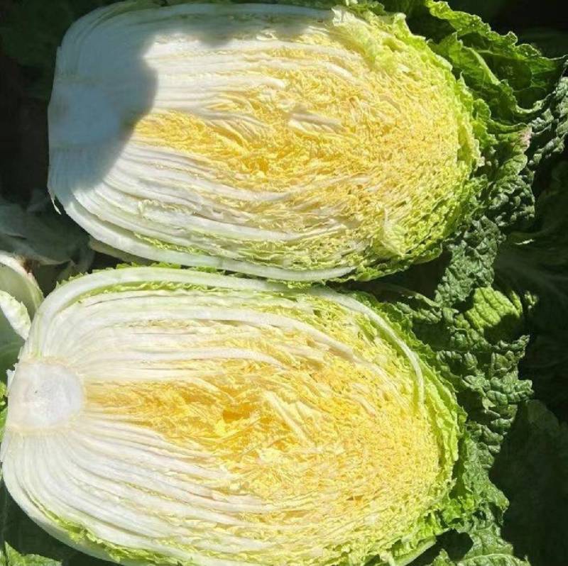 春白菜种子金悦白菜抗病耐抽苔黄心炮弹型早熟白菜种子