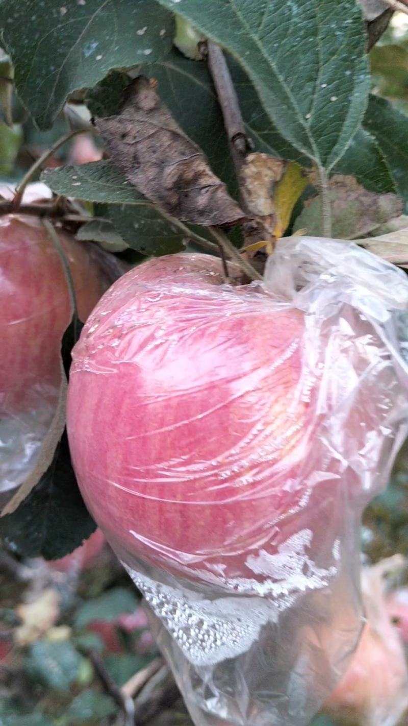 【推荐】陕西红富士苹果大量现货供应果型圆润且色泽鲜艳
