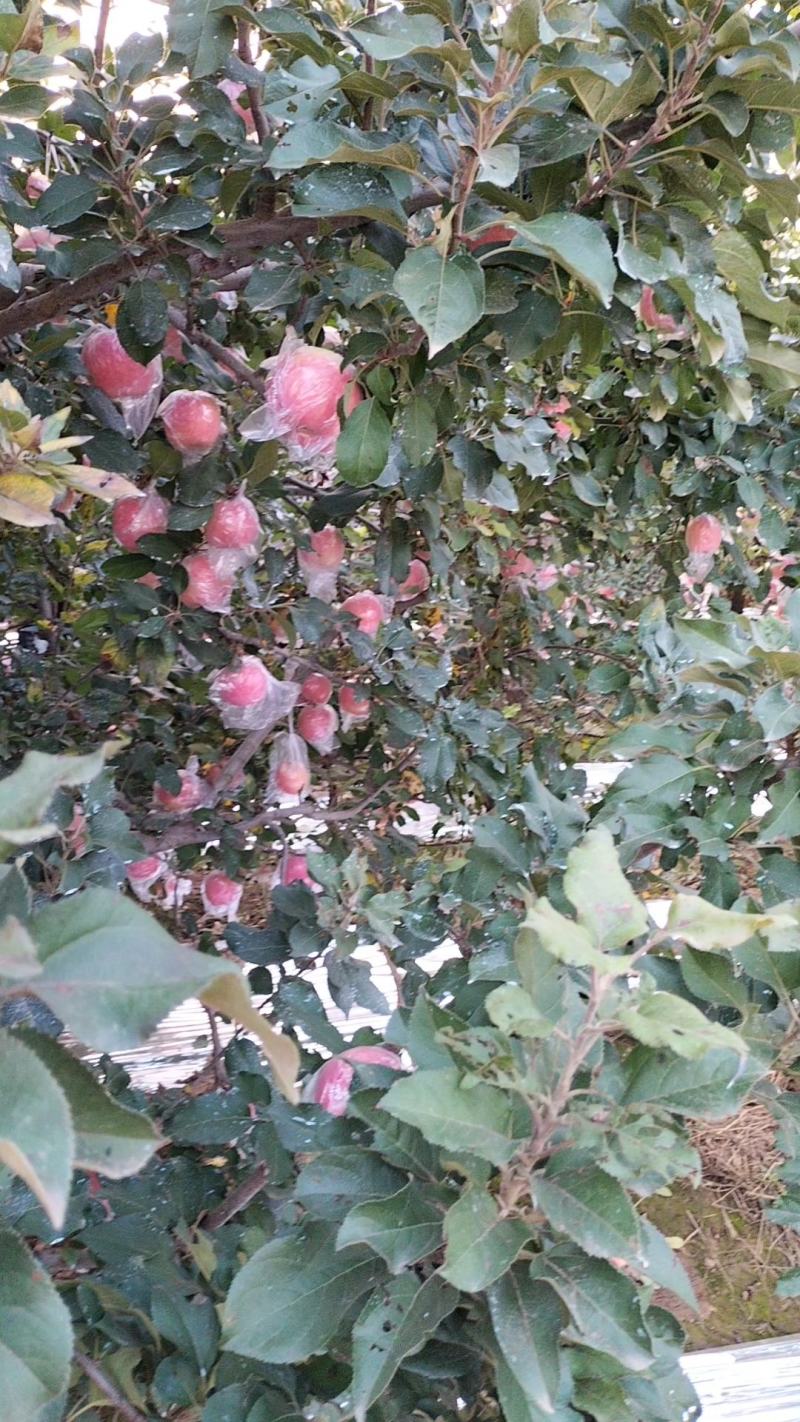【推荐】陕西红富士苹果大量现货供应果型圆润且色泽鲜艳
