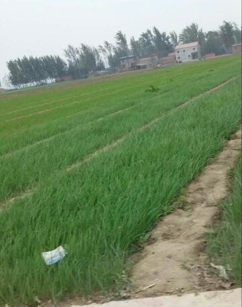 洋葱苗，河西二红，产地直发，快递直发