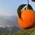 湖北纽荷尔脐橙产地橙子一手货源专业对接市场电商客户