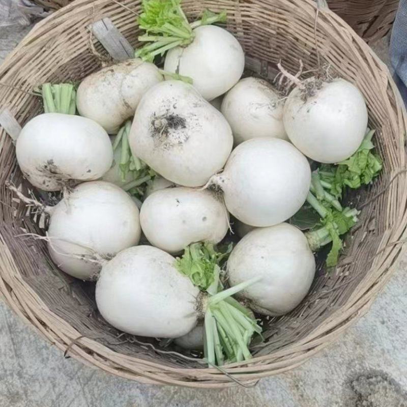 圆萝卜高品质