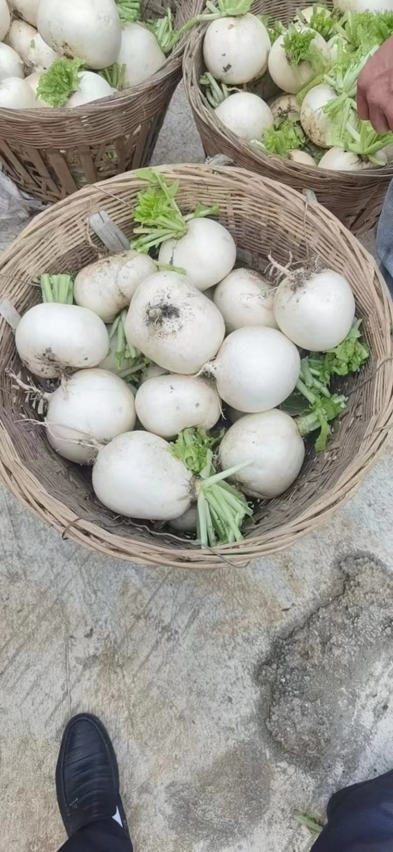 圆萝卜高品质