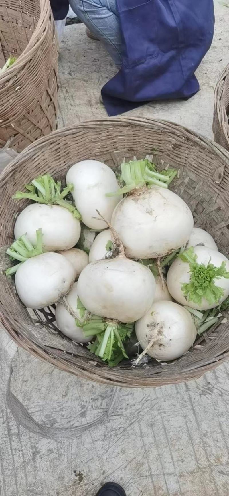 圆萝卜高品质