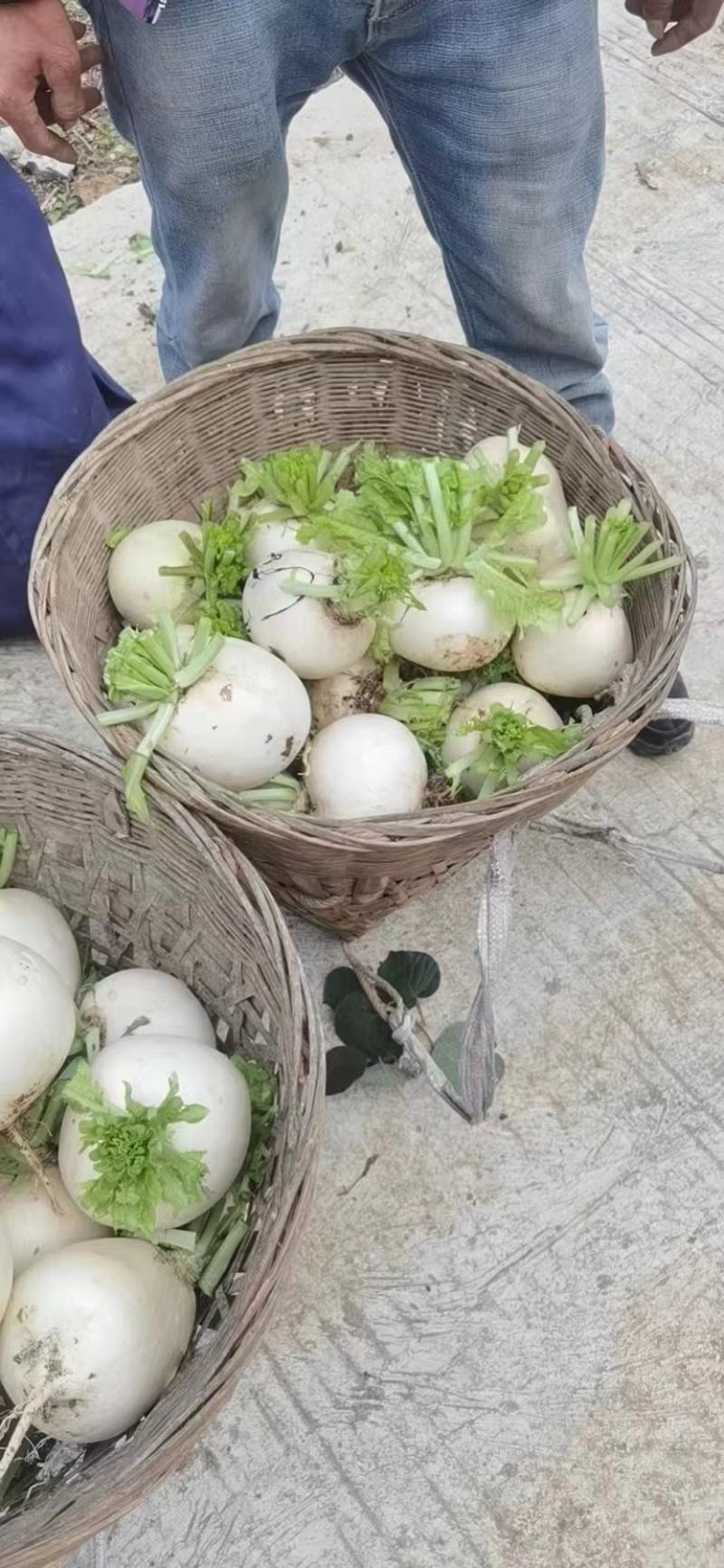 圆萝卜高品质