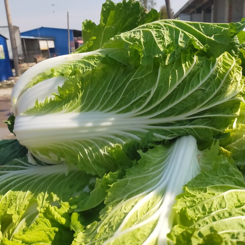 精品白菜，无烧心，无烂边诚信买卖对接电商市场加工厂