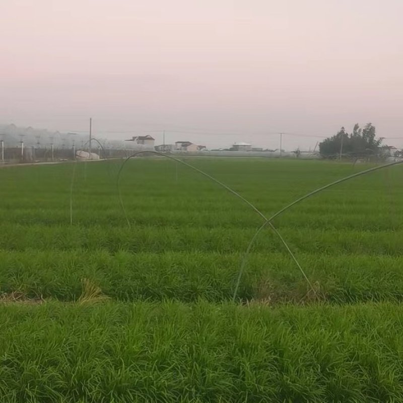 韭菜路地，大棚，上海附近的，联系品质保证欢迎来电