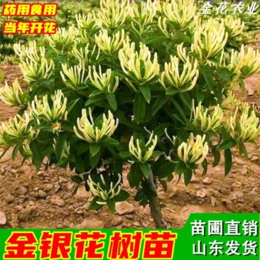 【新品种】金银花苗半月不开金银花苗懒汉花不开花高产