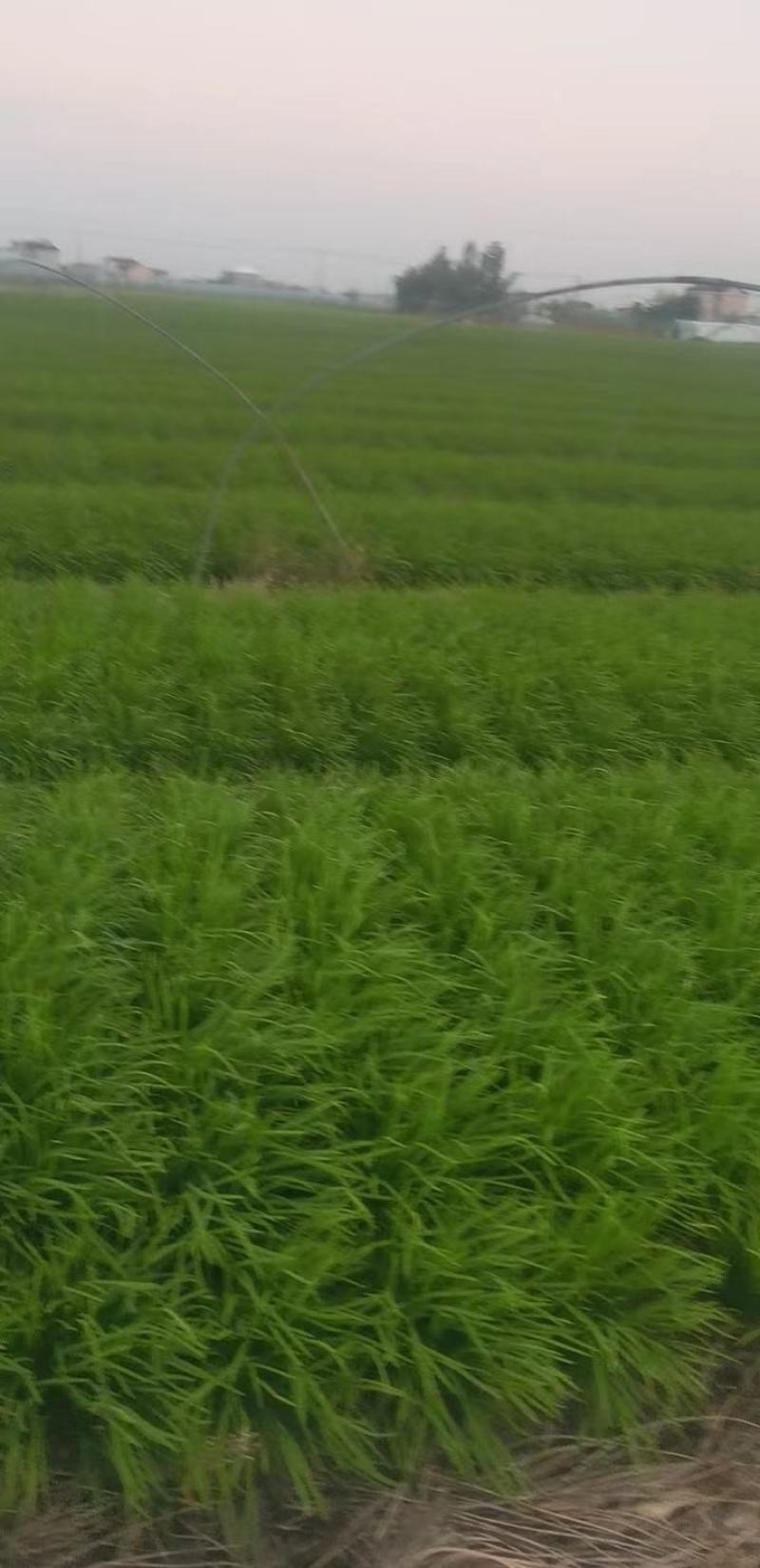 韭菜路地，大棚，上海附近的，联系品质保证欢迎来电