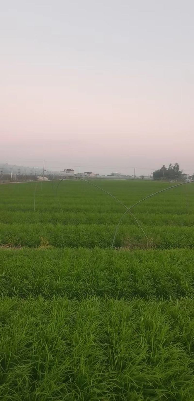 韭菜路地，大棚，上海附近的，联系品质保证欢迎来电