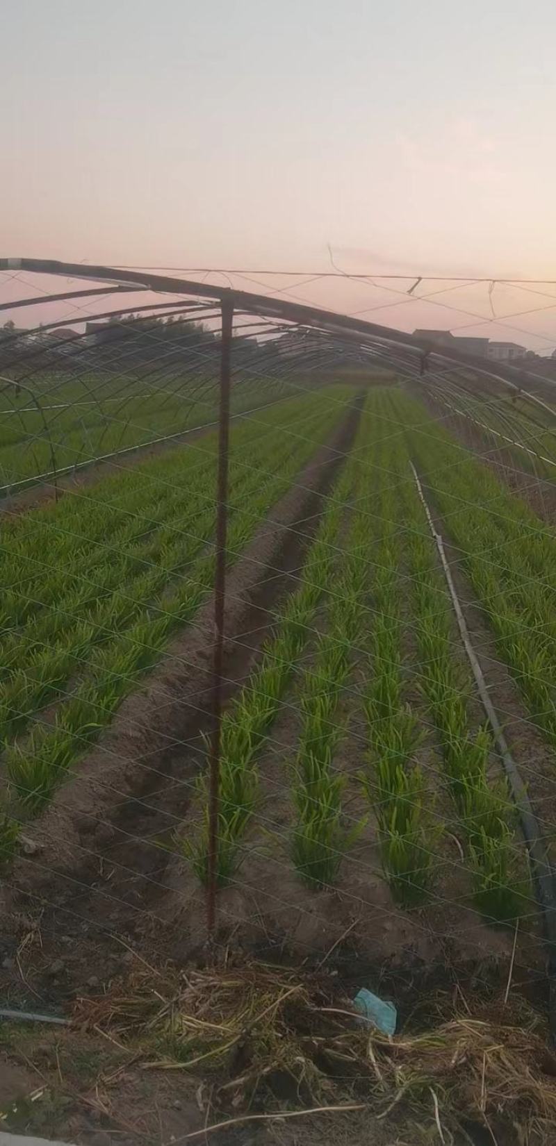 韭菜路地，大棚，上海附近的，联系品质保证欢迎来电
