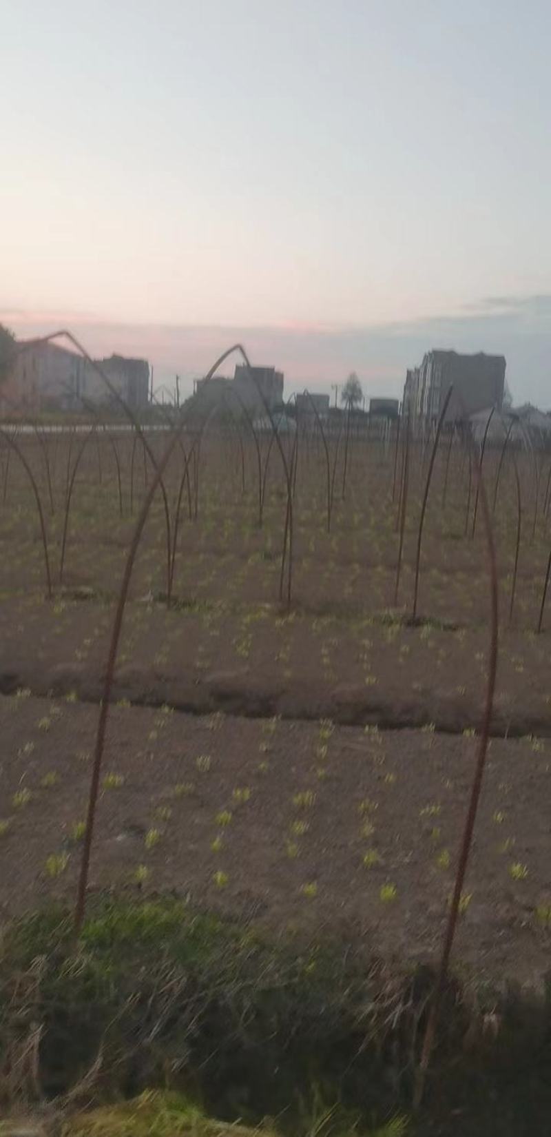 韭菜路地，大棚，上海附近的，联系品质保证欢迎来电