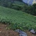 大凉山真宗凉薯豆薯地瓜脆甜化渣水分充足