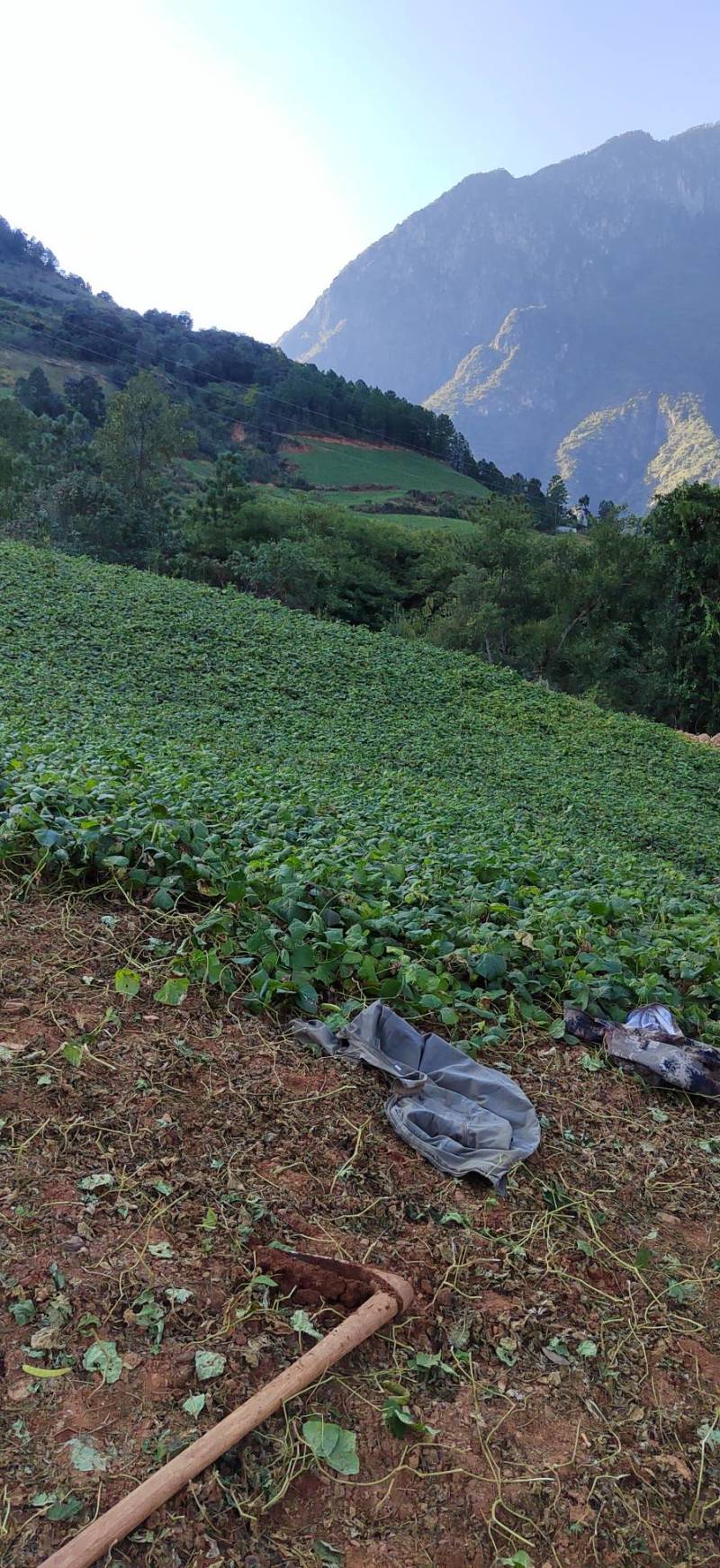 大凉山真宗凉薯豆薯地瓜脆甜化渣水分充足