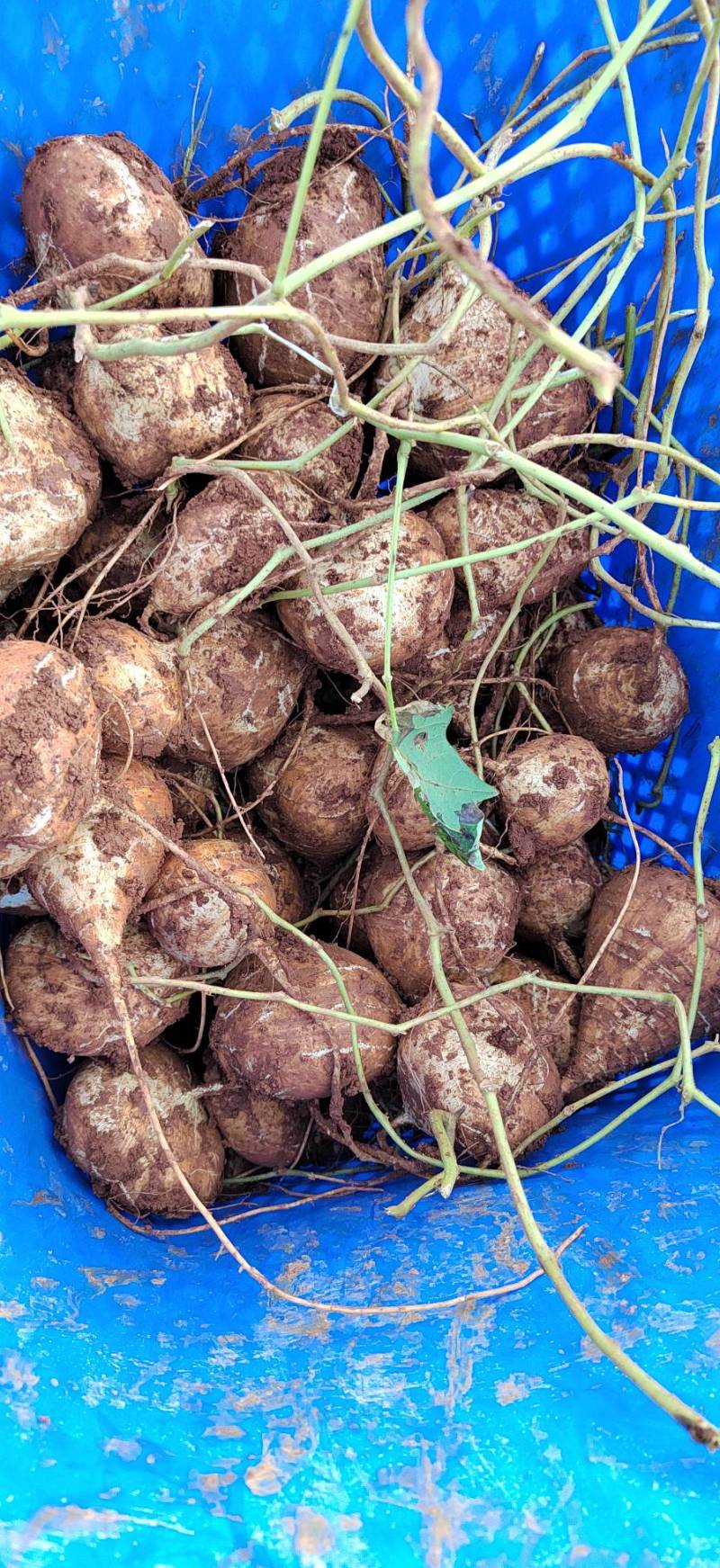 大凉山真宗凉薯豆薯地瓜脆甜化渣水分充足