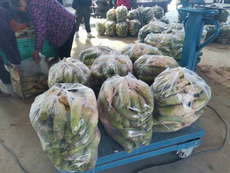 水果萝卜青萝卜脆嫩多汁甘甜微辣欢迎电话联系选购