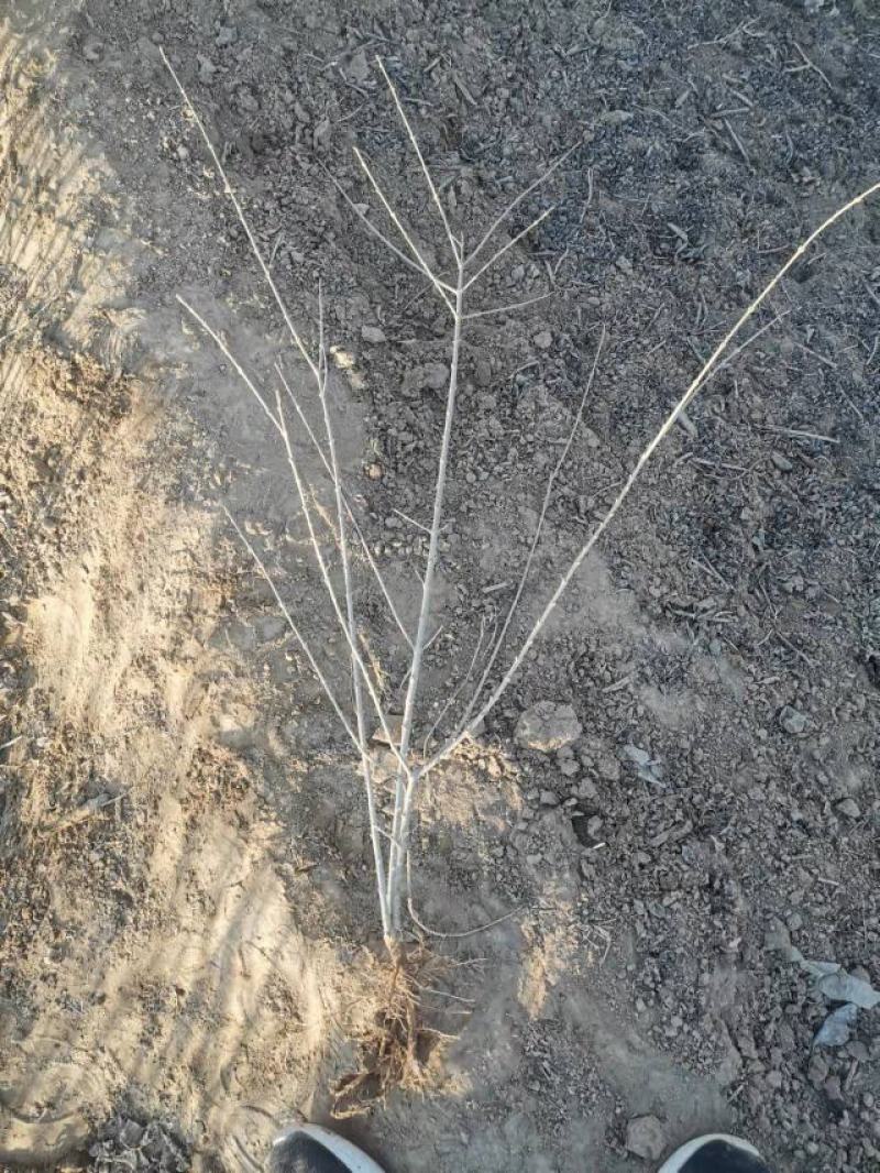 河北定州-水蜡水蜡苗水蜡杯苗女贞-小叶女贞裸根水蜡