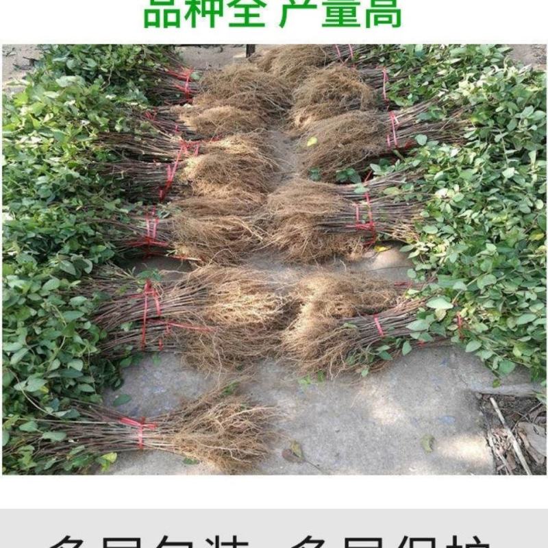 【新品种】金银花苗半月不开金银花苗懒汉花不开花高产