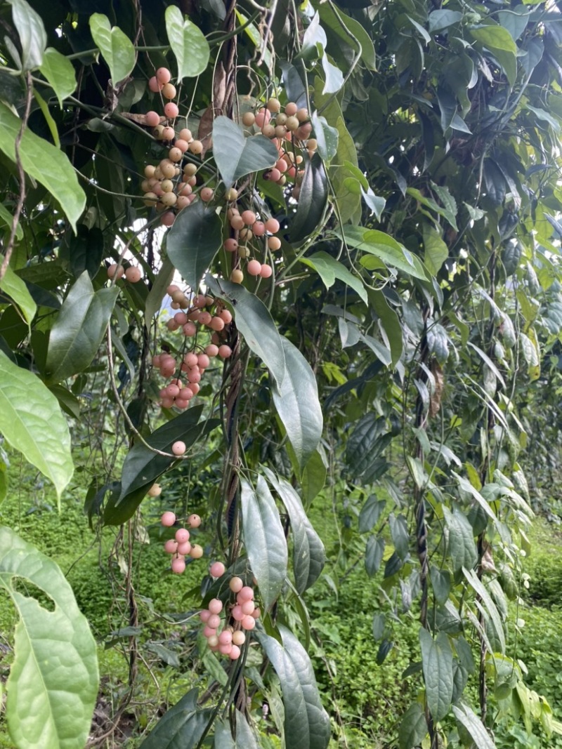 金果榄（地苦胆）优质种子可基地直采可快递发货