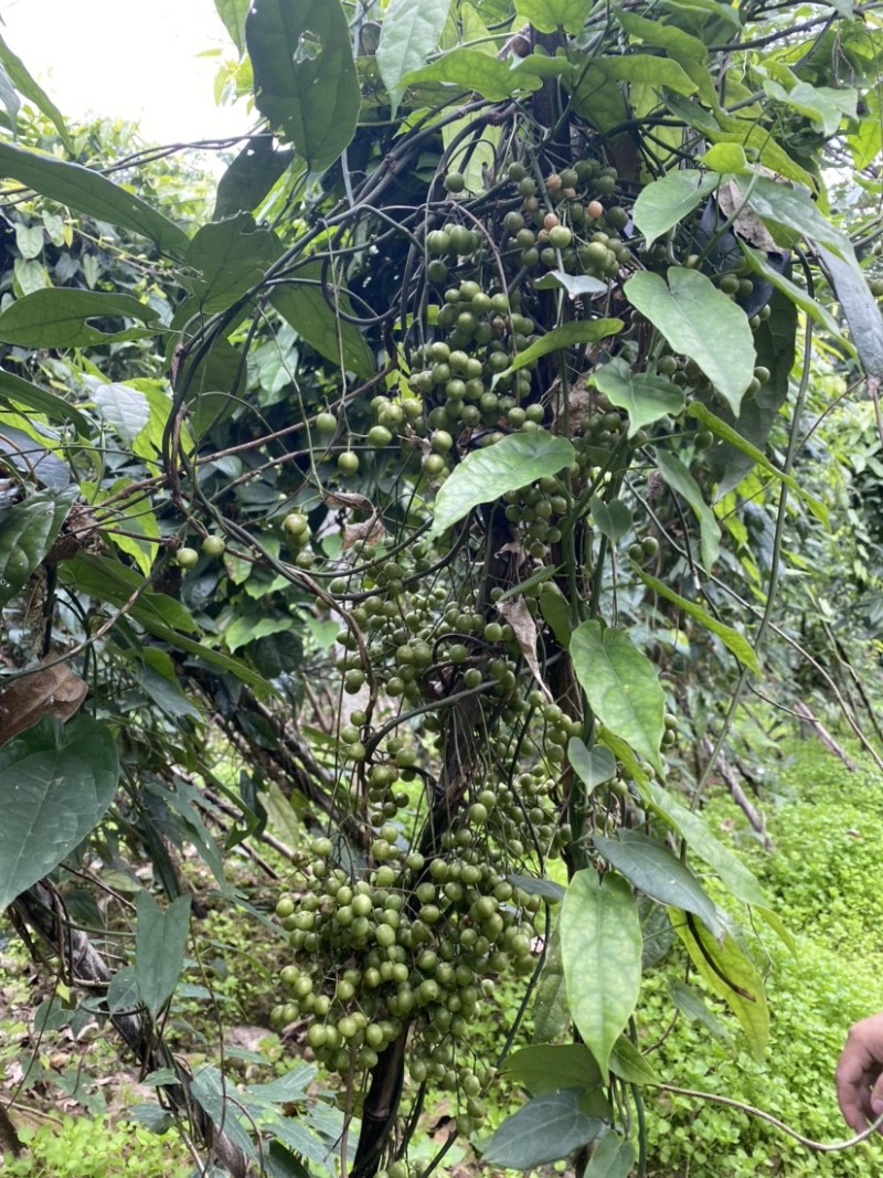 金果榄（地苦胆）优质种子可基地直采可快递发货