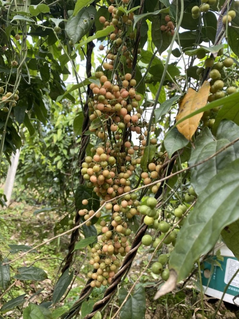 金果榄（地苦胆）优质种子可基地直采可快递发货