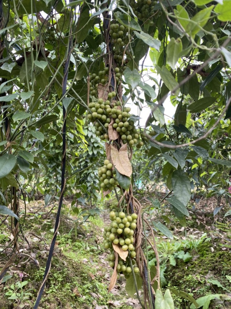 金果榄（地苦胆）优质种子可基地直采可快递发货