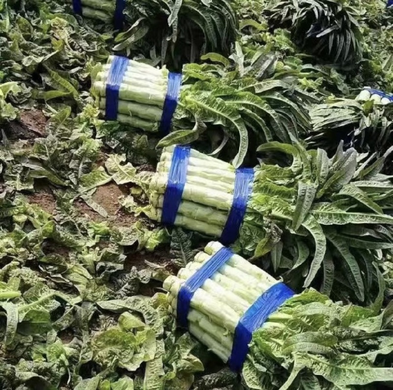山东红叶莴笋田间加工质量好价格低商超品质